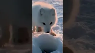 Baby Arctic Fox Steals Man’s Fish | Shorts