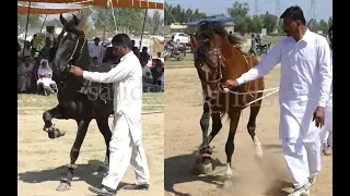 Amazing Horse dance in pakistan 2019 No.2