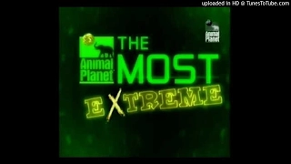 Animal Planet The Most Extreme - Theme Song