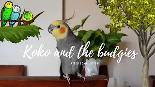 koko and the budgies video compilation