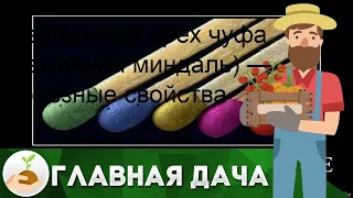 Необычный орех чуфа (земляной миндаль) — полезные свойства