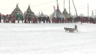 День оленевода в Салехарде. Северный колорит 05.04.2022 г.