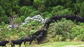 As Vacas Bravas Da Quinta Do Malhinha - Ilha Terceira - Açores