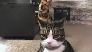 Funniest Animals 😄 New Funny Cats and Dogs Videos 😹🐶 Part 23