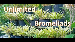 Blushing Bromeliads | How to propagate |