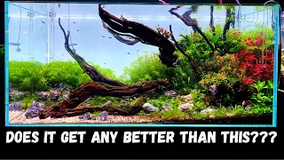 ULTIMATE 100 GALLON PLANTED TANK - EPIC 120CM AQUASCAPE