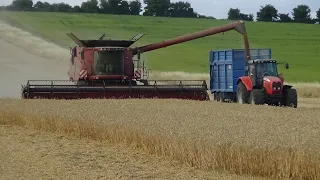 Harvest 2022 - Combining Wheat with Case IH Axial Flow 9230 & Massey Ferguson 6499s