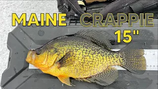 Early Season Crappie Grind. Maine Ice Fishing 2023 -2024.