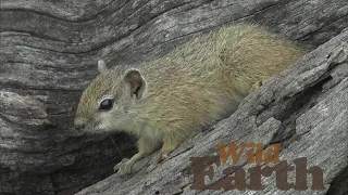 WildEarth - Sunset - 15 January 2021