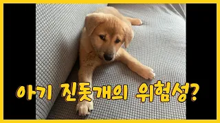 아기 진돗개는 위험해? 시골이의 성장과정 들여다보기!