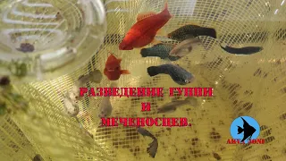 Разведение гуппи и меченосцев.