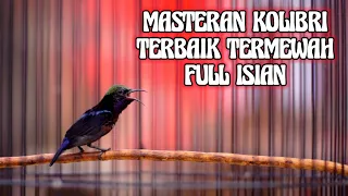 MASTERAN KOLIBRI NINJA TERBAIK FULL ISIAN DAN TEMBAKAN MEWAH COCOK BUAT PANCINGAN