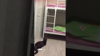 Трёхлапый кот прыгает на двух метровую кровать