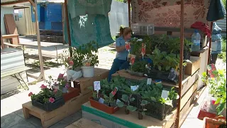 Рассада овощей выросла в цене в Бийске ("Будни", 30.05.22г., Бийское телевидение)