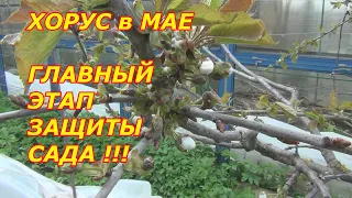 ХОРУС в МАЕ. ГЛАВНЫЙ ЭТАП ЗАЩИТЫ РАСТЕНИЙ