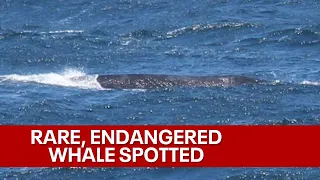 Raw footage: Rare, endangered whale spotted off coast of Marin