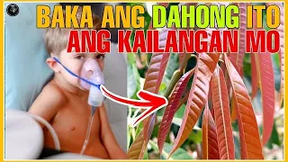 BHES TV; ITO PALA ANG MGA DAHON NA DAPAT MONG KUNIN DAHIL NAPAKARAMI NITONG BENEPISYO