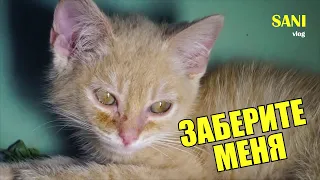 Saving a kitten from fleas. Kitten looking for home / SANI vlog