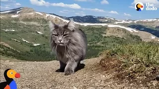 Adventure Cat Loves Swimming, Climbing Mountains With Parents | The Dodo