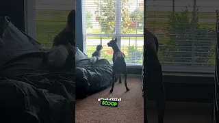 Just Two Dogs Looking Out The Window. - RxCKSTxR Comedy Voiceover