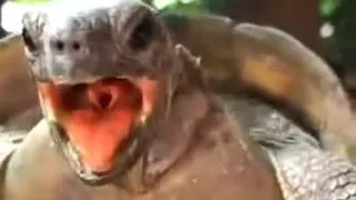 Turtles Mating funny