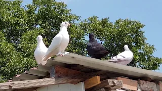 Pigeons visiting Aslan.