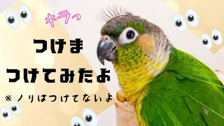 【つけまつ毛】ウロコインコのつけまつける