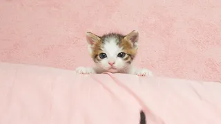What Do Kittens Do When They Want To Sleep With Humans?