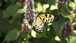 Butterflies LIVE! (part 1)