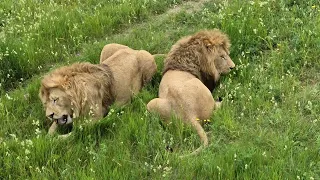 Главный прайд отправил Беляшика в дозор) Тайган Lions in Crimean Taigan