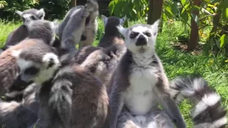 Funny lemurs (the best compilations)