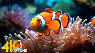 Aquarium 4K VIDEO (ULTRA HD) 🐠 Beautiful Coral Reef Fish - Relaxing Sleep Meditation Music #115