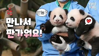 100일 임박! 판다월드 첫 등장한 쌍둥이 아기판다 반응은? | 푸바오 동생 이름 공개 현장 #후이바오 #루이바오