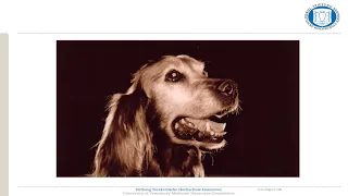 Canine Epilepsy Management with Dr. Holger A. Volk