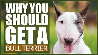 5 Reasons Why YOU SHOULD Get A BULL TERRIER