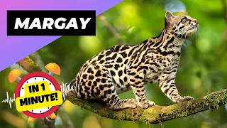 Margay - In 1 Minute! 🐱 One Of The Cutest And Exotic Animals In The World | 1 Minute Animals