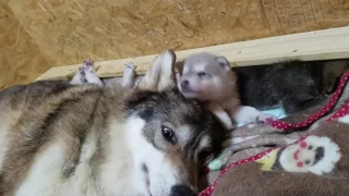 怒られて拗ねる狼犬赤ちゃん