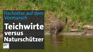 Teichwirtschaft und Otter: Fischzucht nur noch im Hochsicherheitstrakt möglich? | Abendschau | BR24