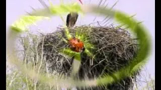 Ukrainian nature. Природа Украины..mp4