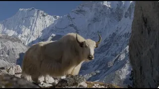 The Yak Vs  Snow High Altitude | Real World Animal