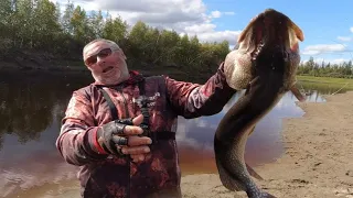 Отсечь шнурков!  Щучьи резиновые монстры  Strike Pro Giant Pig Tail  &  Gator Catfish