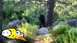 Top 5 Convincing BIGFOOT Sightings Caught on Camera (ft. Bigfoot Expert)