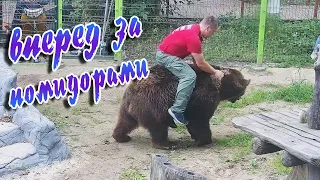 Наелся помидоров и буянит😁