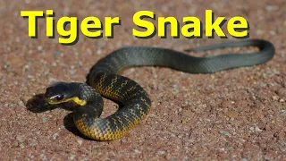 Tiger Snakes - Western Australia.