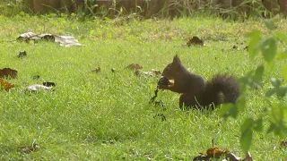 L'écureuil roux- Jardin Nature