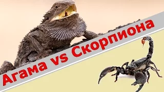 Бородатая агама vs Императорского скорпиона (Детям не смотреть)