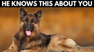 5 Shocking Things Your German Shepherd Knows About You