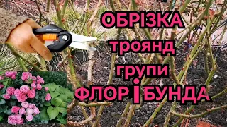 Обрізка флорібунд: Аспірін🌹Леонардо да Вінчі Ред Леонардо да Вінчі Алабастер, Малікорн, Їзі даз іт✂️