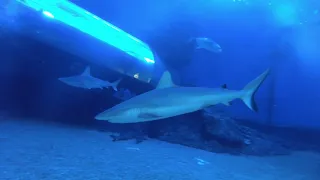 Maui Ocean Center Shark Tank Dive