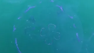 Jellyfish Lake at Misool